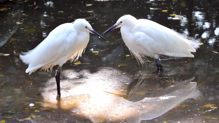 Die Seidenreiher im Rostocker Zoo waren auch vom Vogelgrippe-Virus H5N8 infiziert. Die Seidenreiher im Rostocker Zoo waren auch vom Vogelgrippe-Virus H5N8 infiziert.