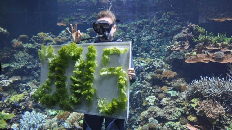 Tierpflegerin Jana Wohlfahrt stellt im Korallenbecken des Darwineums Fische und Besucher auf 2015 ein.  