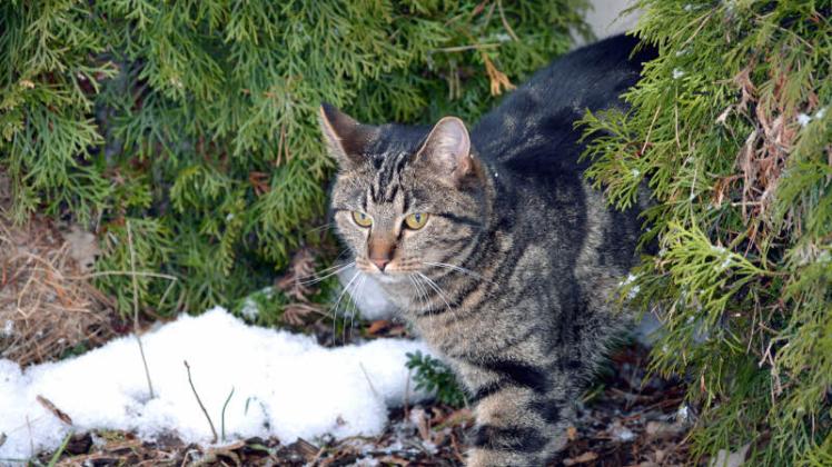 Diese Katzendame ist bereits kastriert – Schwaaner Tierschützer wollen, dass auch andere Katzenbesitzer diesem Beispiel folgen.  