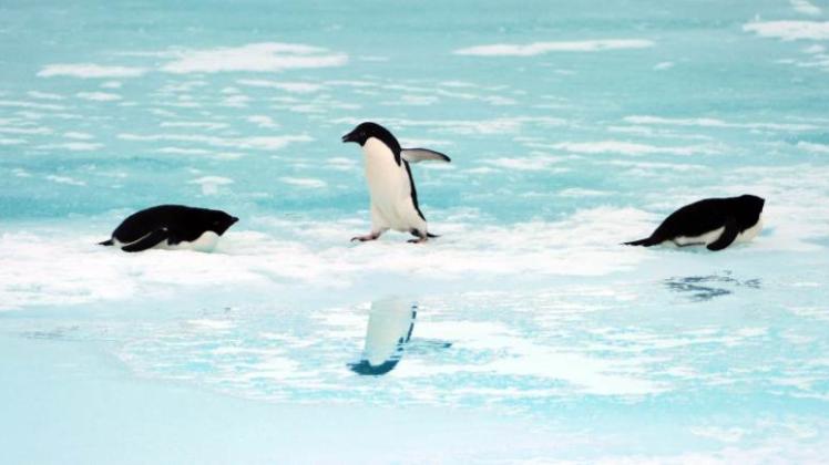 Wie viele Pinguine sind in der Antarktis unterwegs? | SHZ
