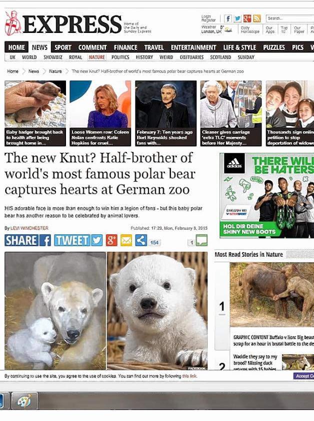 Der Eisbär und die Königin: So zeigt der „Daily Express“ den Halbbruder von Knut.