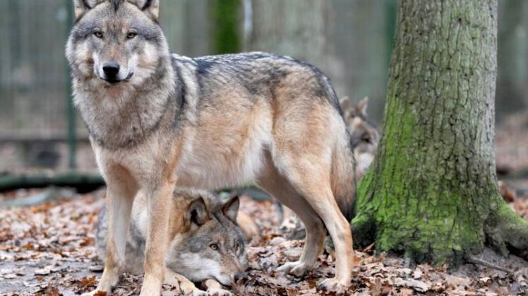 Im Jahr 2020 schon mehr als 1000 Wölfe in Deutschland? 