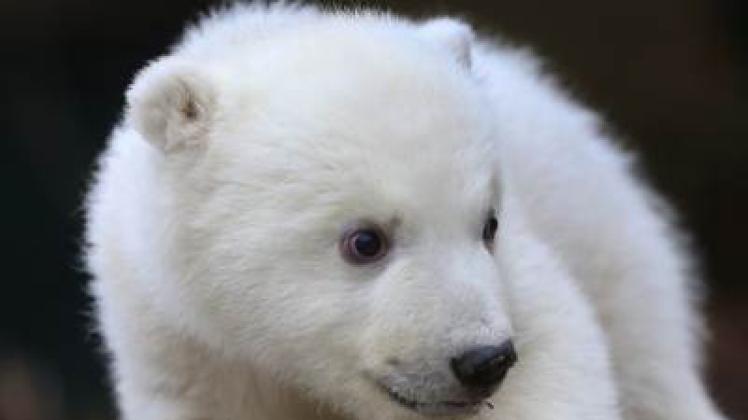Putzig und süß ist das Eisbärenbaby des Rostocker Zoos . 