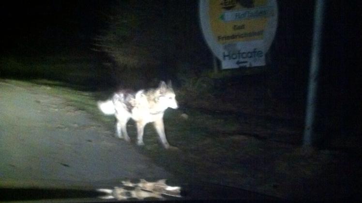 Aus dem Auto wurde der Wolf fotografiert.  
