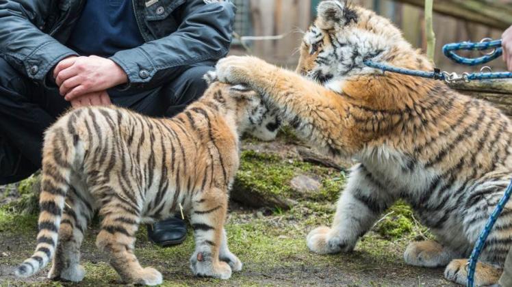 Das Berliner Tigerbaby Alisha (l.) und der kleine Tiger Dragan sahen sich gestern das erste Mal.  