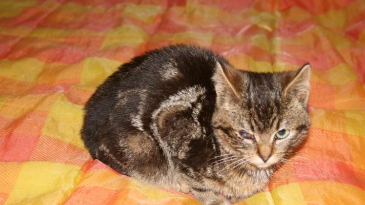 Diese Katze wurde von einem Tierhasser angeschossen - und vom Verein gerettet.  Fotos: privat 