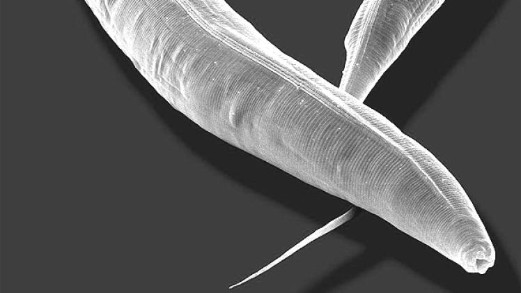 Fadenwurm Caenorhabditis elegans