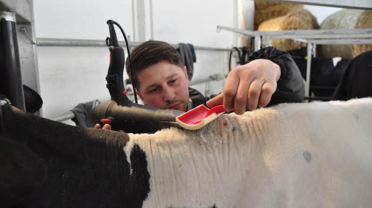 Mit Puder, Haarspray, Fön und Bürste: Kuhfitter Pierre Dabow stylt die schönsten Kühe Mecklenburg-Vorpommerns.  Fotos: jens Büttner/roth 