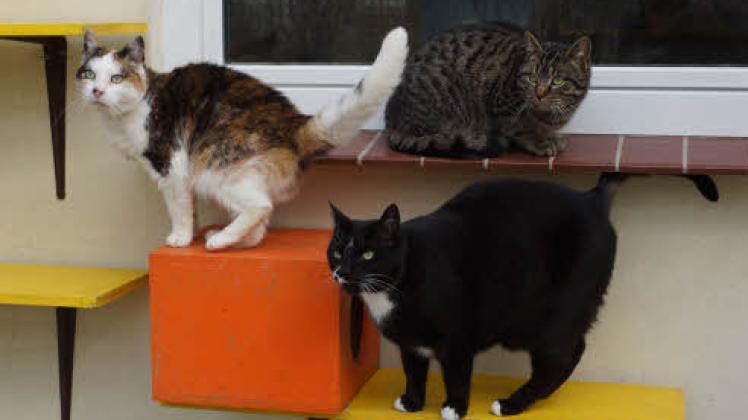 Suchen ein neues Zuhause: 48 Katzen warten im Schweriner Tierheim auf liebevolle Familien. Die drei Samtpfoten hier sind sehr zahm. Namen haben sie keine, sie laufen unter Nummern.  
