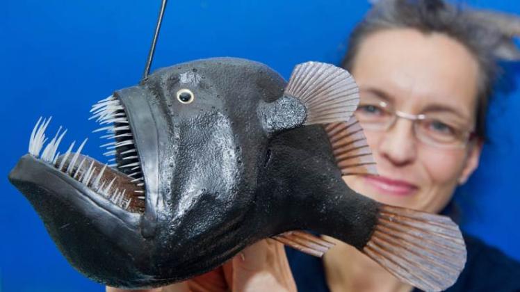 Das Modell eines weiblichen Schwarzanglerfischs zeigt die Meeresbiologin Dorit Liebers-Helbig im Meeresmuseum von Stralsund. 