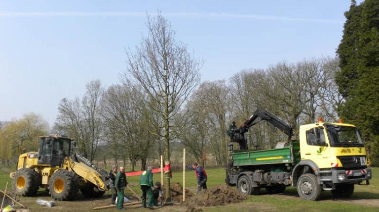 Mitarbeiter der Garten- und Landschaftsbaufirma Jolitz beim Setzen des Baumes. 