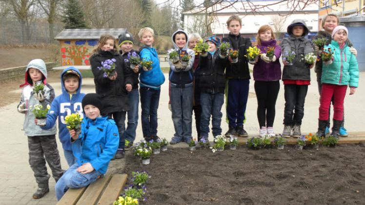 In das Hochbeet auf dem Schulhof pflanzten die Mädchen und Jungen 95 bunte Hornveilchen.  Fotos: Roswitha Spöhr 