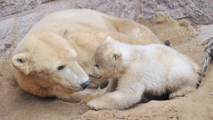 Das Eisbärenbaby und Vilma kuscheln draußen.  