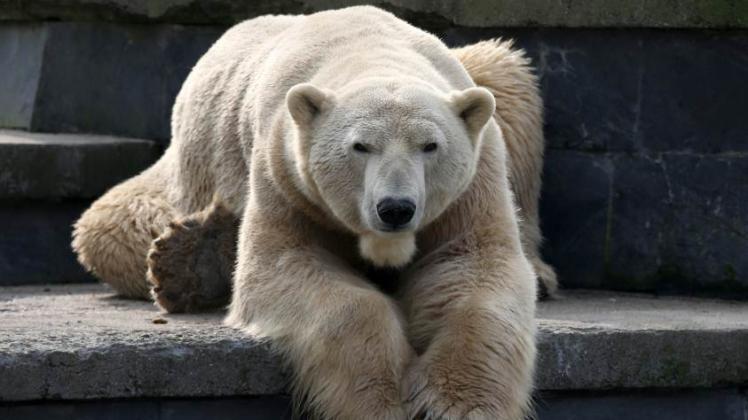 Eisbären-Papa Lars zieht um nach Dänemark, weil es auf der Bärenburg während des Polarium-Baus zu eng wird.  