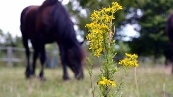 Schön anzusehen, aber hochgiftig: Das gelb blühende Jakobskreuzkraut stellt besonders für Pferde eine Gesundheitsgefahr dar. 
