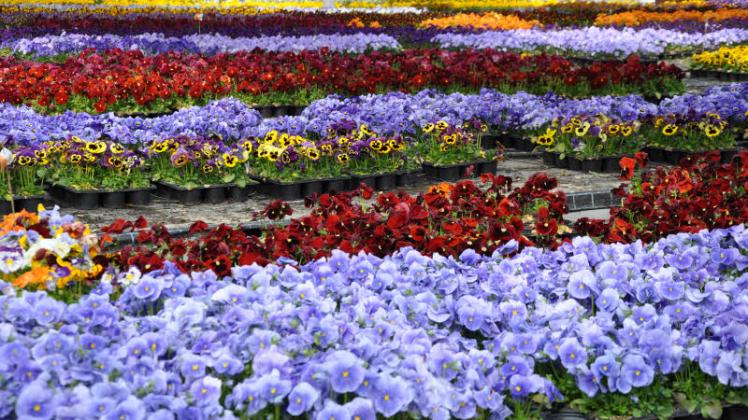 Die letzten Blumen von Syringa | SVZ