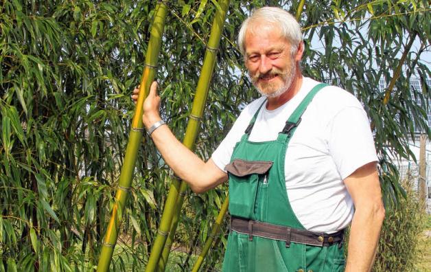 Der Herr im Bambus-Hain