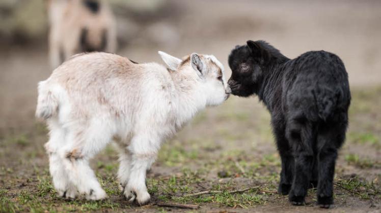 Tierkinder verzaubern die Gäste | NNN