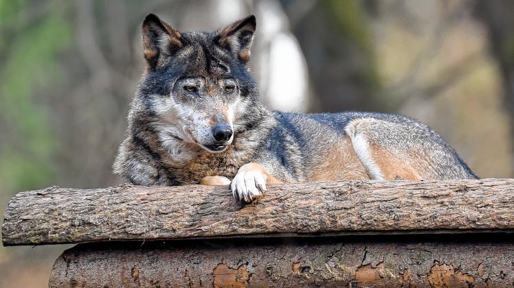 Der Wolf – harmloses Wildtier oder gefährlicher Jäger?dpa