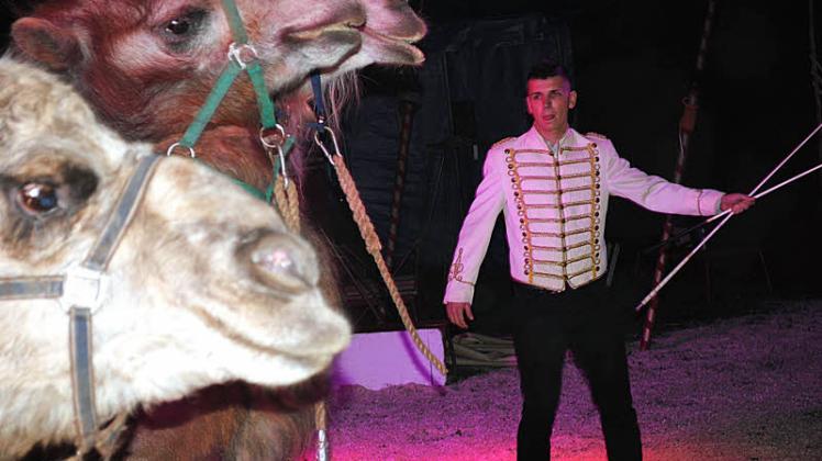 Souverän beherrschte AWG-Mitarbeiter Sava-André Mihajlovic die Kamel-Darbietung in der Manege.  Fotos: Christian Menzel (5) 