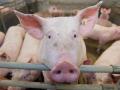 In Suckwitz zwischen Lohmen und Reimershagen will Landwirt Thomas Schulz eine Mastanlage für 8000 Schweine errichten.  