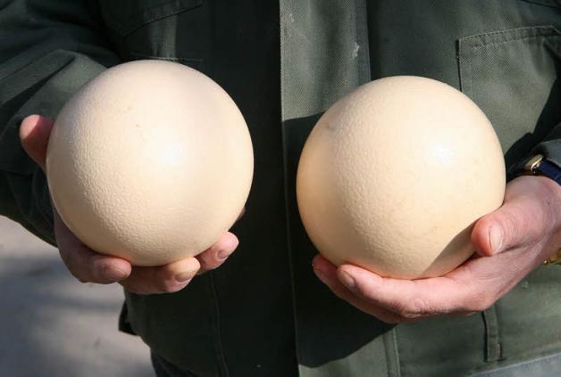 Mit einem Gewicht von gut 1,5 Kilo bekommt man bequem mit einem Ei etwa sieben Personen satt. 