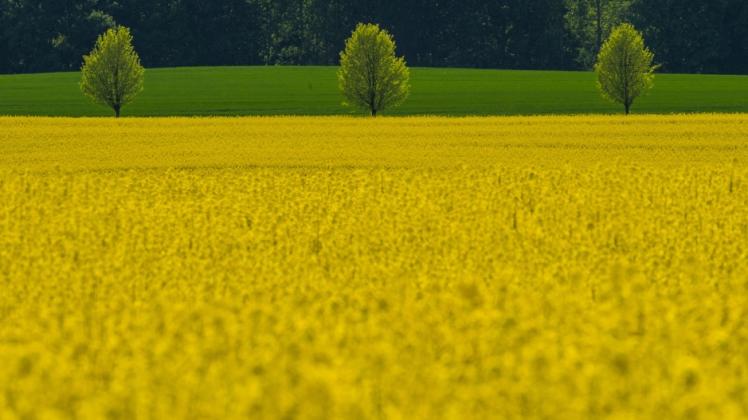 Gelbe Farbenpracht: Der Raps blüht in Mecklenburg-Vorpommern so leuchtend wie jedes Jahr. 