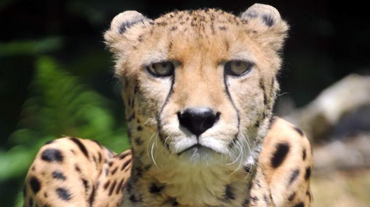Anmutig und gefährlich zugleich wirken die Geparden – gewinnen Sie mit den NNN Eintrittskarten für den Zoo. 