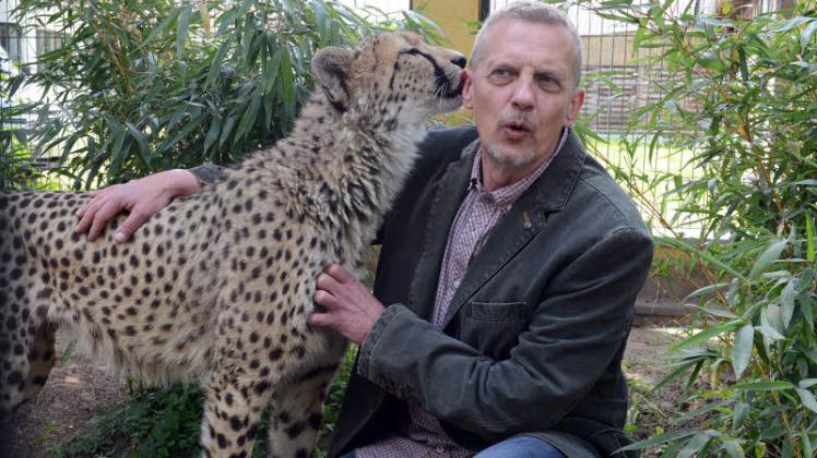 Auf Du und Du: Renato Rafael, Tierarzt und Gründer des Wildkatzenzentrums „Felidae“, pflegt im Gehege einen vertrauten Umgang mit der dreijährigen Gepardin Sami 