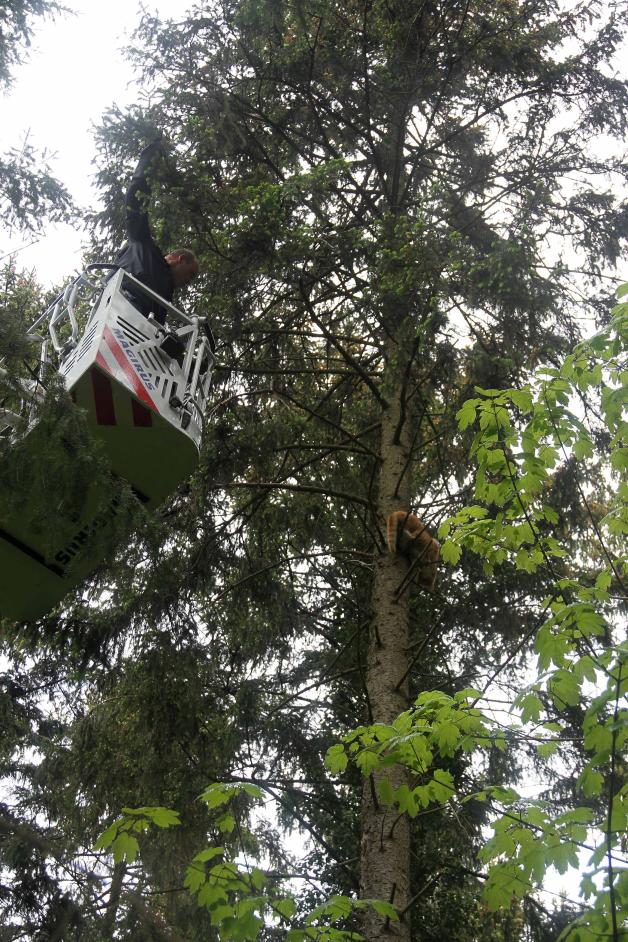 Dramatische Katzenrettung in Rostock: Kater Sammy aus Baum aus zehn Metern Höhe befreit Dramatische Katzenrettung in Rostock: Kater Sammy aus Baum aus zehn Metern Höhe befreit