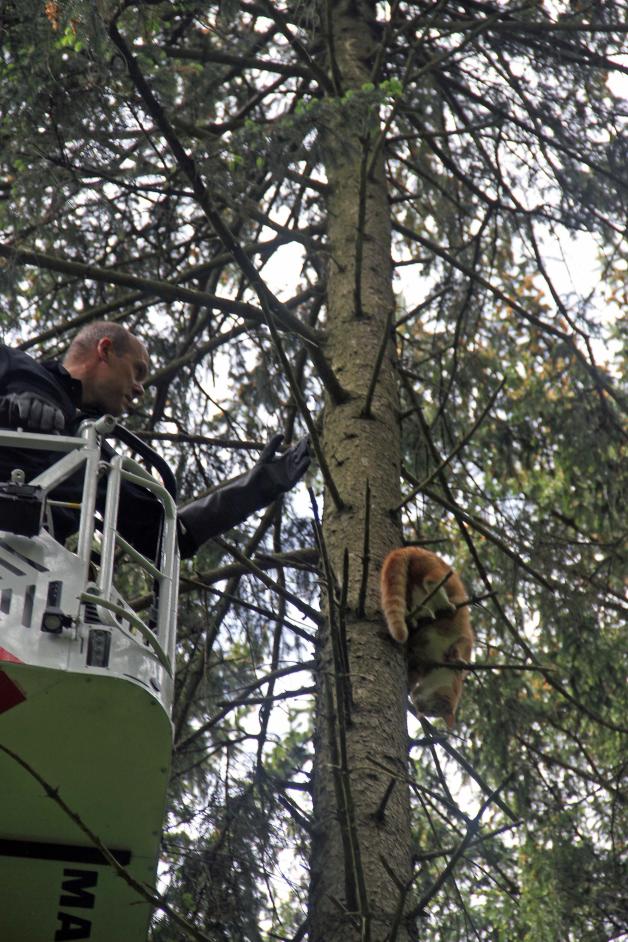 Dramatische Katzenrettung in Rostock: Kater Sammy aus Baum aus zehn Metern Höhe befreit