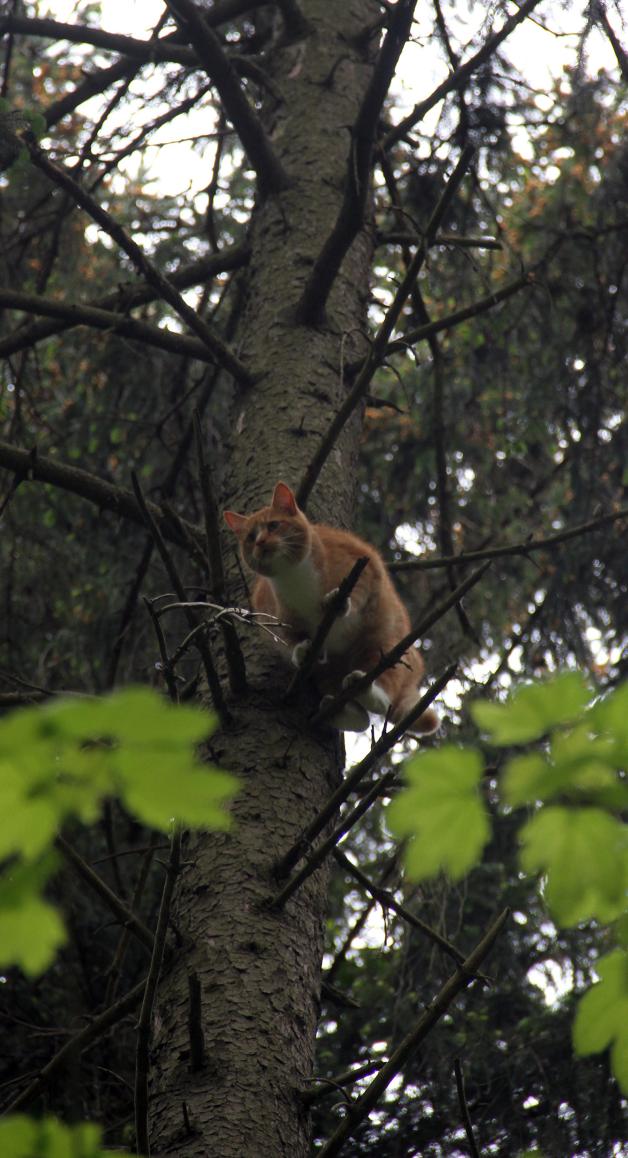 Dramatische Katzenrettung in Rostock: Kater Sammy aus Baum aus zehn Metern Höhe befreit Dramatische Katzenrettung in Rostock: Kater Sammy aus Baum aus zehn Metern Höhe befreit