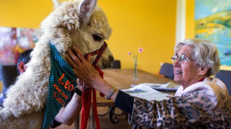 Die 86-jährige Erna Bross genießt den Besuch von Alpaka „Leopold“. 