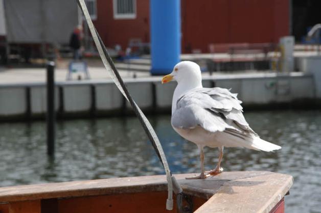 Beliebt als Fotomotiv und gefürchtet als Brötchendieb mit gefährlichem Schnabel. Beliebt als Fotomotiv und gefürchtet als Brötchendieb mit gefährlichem Schnabel.