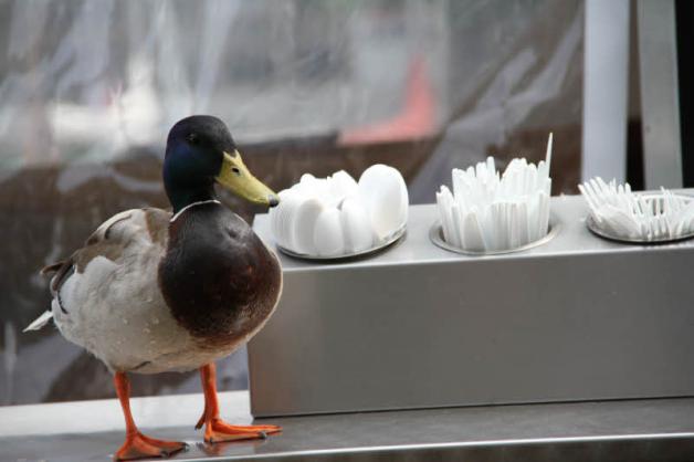 Die Ente wählt ihr Besteck an einem Futterkutter, wo sie auch regelmäßig Fressen erhält. 