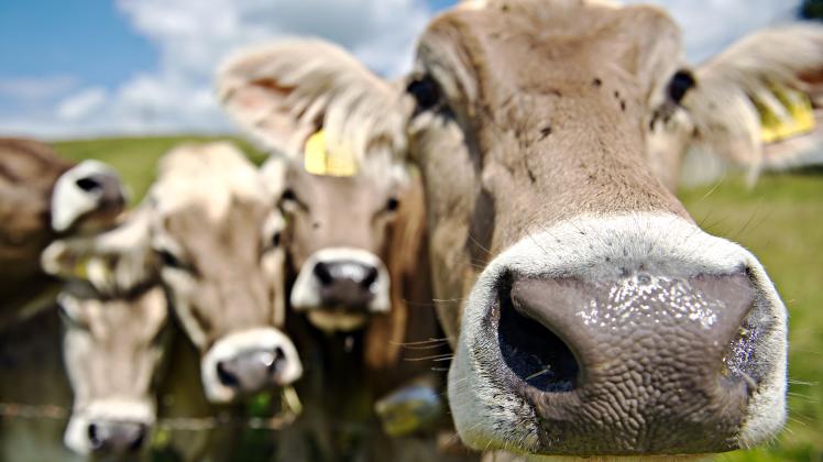 Tierschützer: Auch Kühe werden missbraucht.
