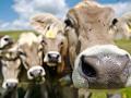 Tierschützer: Auch Kühe werden missbraucht.
