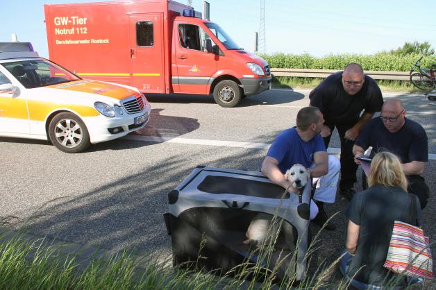 Geisterfahrerunfall auf A19 bei Rostock: Rentner rast in Urlauberfamilie Geisterfahrerunfall auf A19 bei Rostock: Rentner rast in Urlauberfamilie