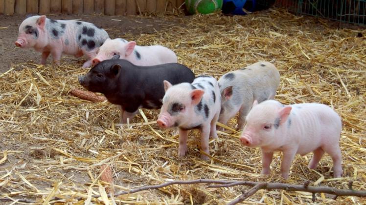 Schweine sind nicht gern allein. Sie leben lieber in einer Gruppe von Schweinen. Deshalb brauchen auch Minischweine als Haustier Artgenossen um sich herum. 