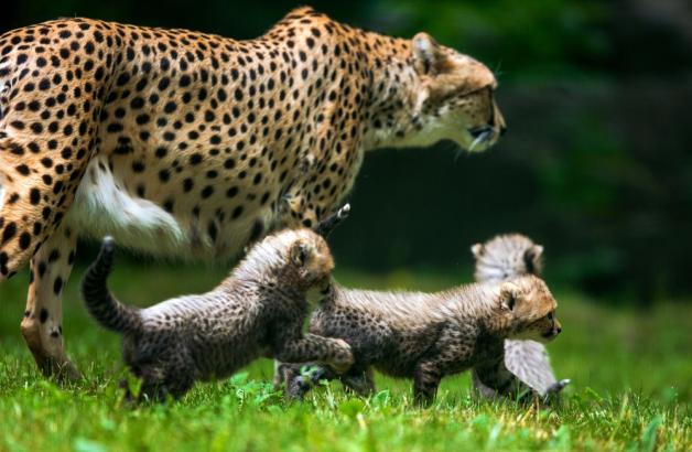 Die junge Geparden erkunden mit ihrer Mutter erstmals ihr Außengehege im Zoo von Rostock.  