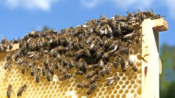 150 Kilo Honig pro Jahr und viele Erkenntnisse liefern die Bienen vom Hamburger Flughafen.