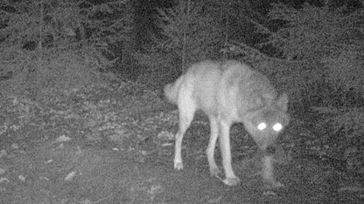 Im Naherholungsgebiet Maiburg in Bippen ist offenbar der Wolf in eine Fotofalle getappt. Es steht aber noch die abschließende Prüfung durch den Wolfsbeauftragten der Landesjägerschaft, Raoul Reding, 