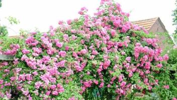Prachtvolle Rosen warten in mehreren Gärten auf Besucher. 