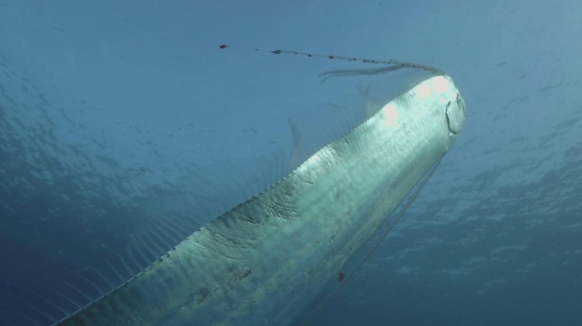 spektakul-re-bilder-riemenfische-riesen-der-meere