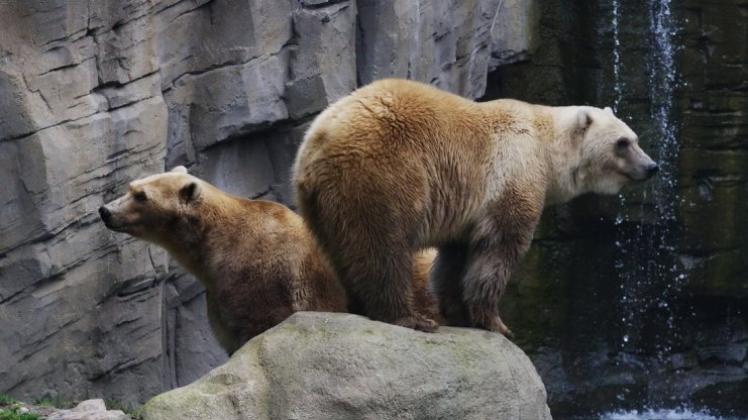 Stars im Osnabrücker Zoo: Die beiden Hybridbären Tips und Taps sind dort vor elf Jahren geboren worden. 