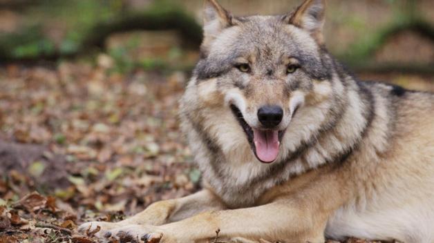 Ein entspannter Wolf. Foto: wolfcenter. de