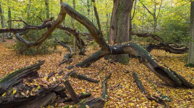 Im Urwald Hasbruch stehen Hunderte Jahre alte Eichen. Foto: imago/blickwinkel