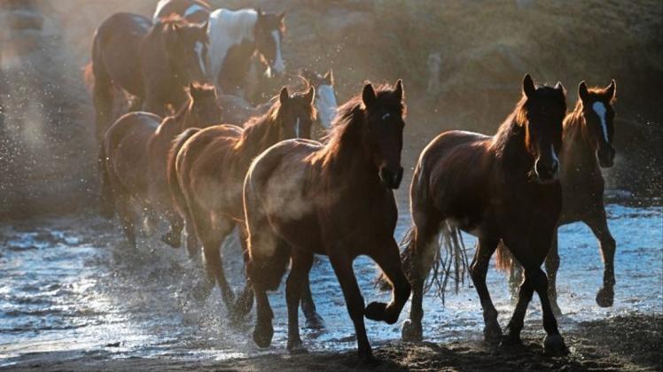 Das Veterinäramt sucht für diverse Pferde neue Besitzer. Symbolbild: Dan Himbrechts/AAP/dpa
