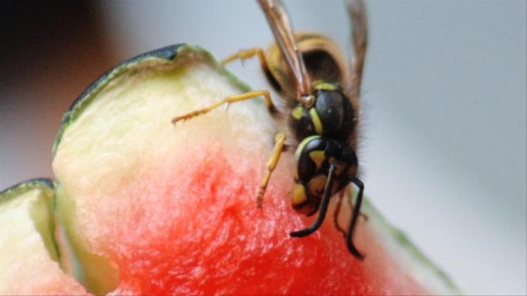 Kleine Plagegeister mit großem Appetit – auch auf Melonen: „Wenn die satt sind, fliegen sie weiter“, beruhigt Heiko Pape besorgte Bürger. 