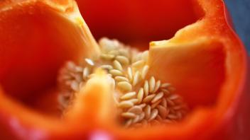 Samen liegen auf der Plazenta einer aufgeschnittenen Paprika.
